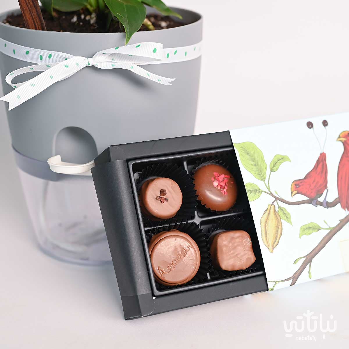 Proud of You gift red Anthurium plant with Anoosh chocolate 3