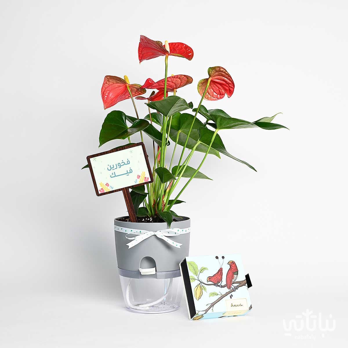 Proud of You gift red Anthurium plant with Anoosh chocolate