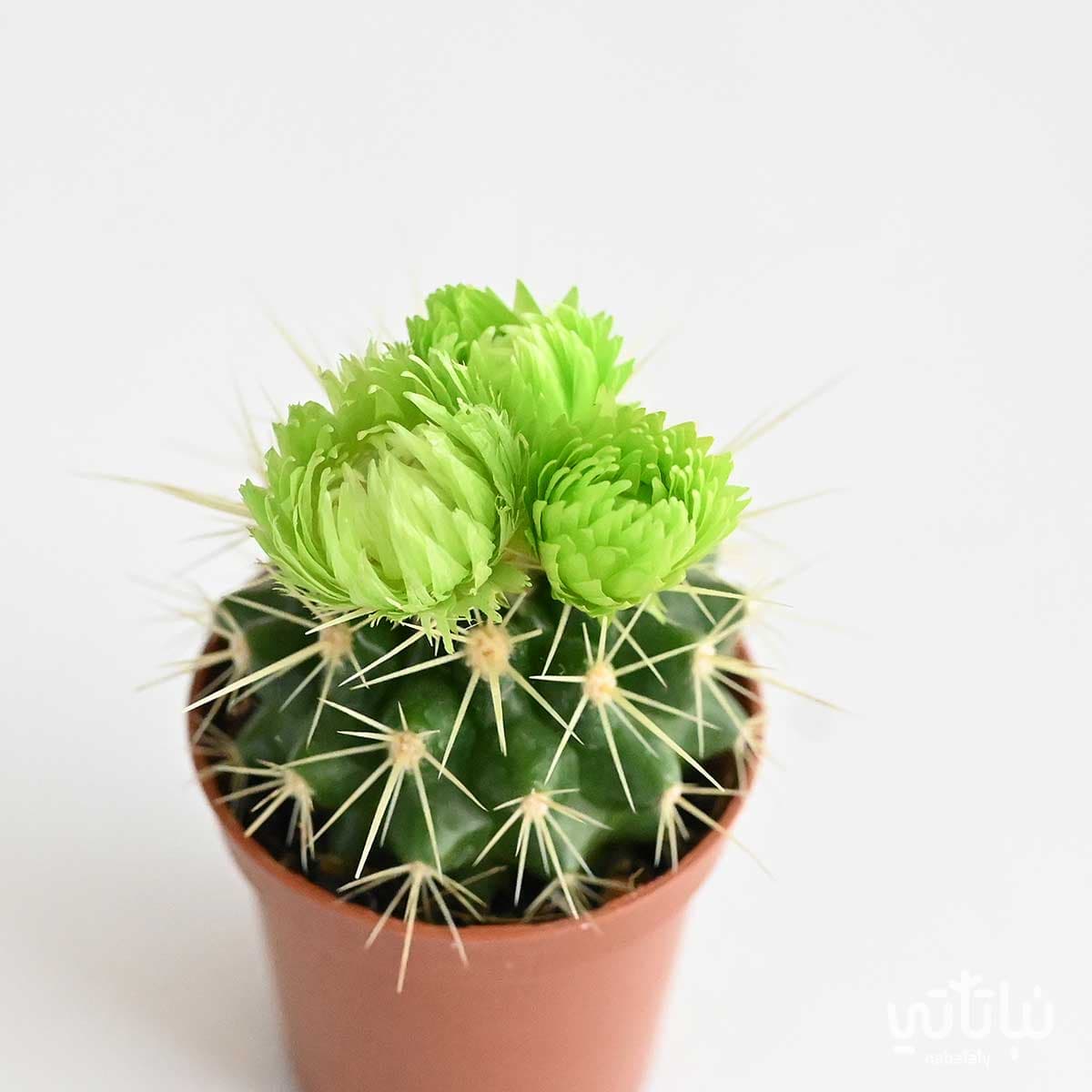 نبتة صبار صغير بورود خضراء 2