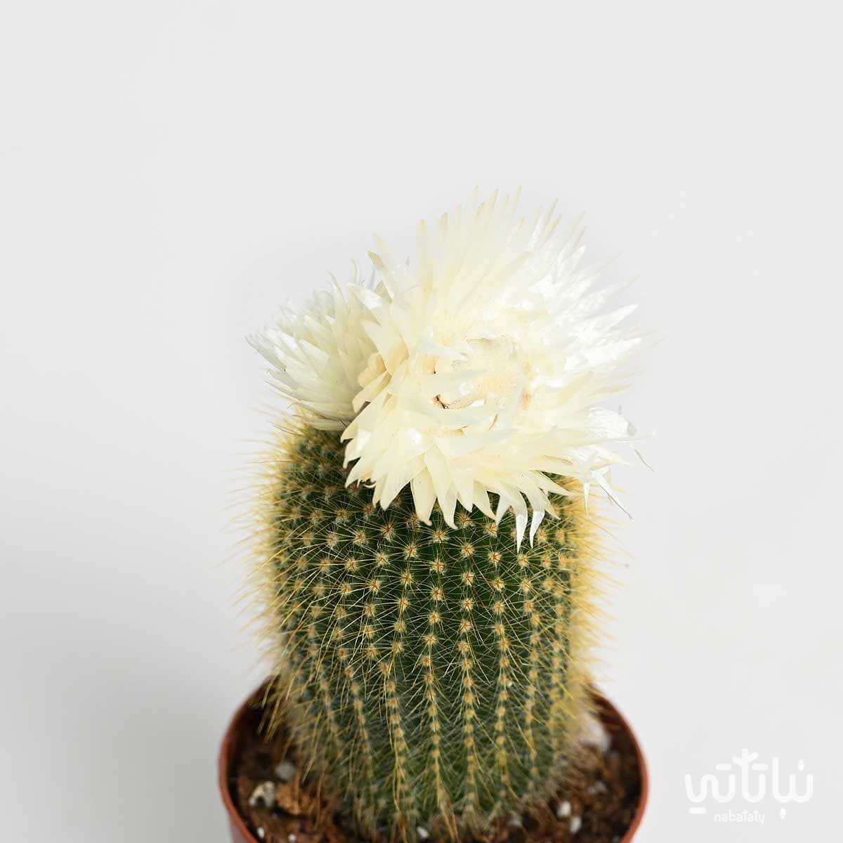 نبتة صبار صغير بورود بيضاء 2