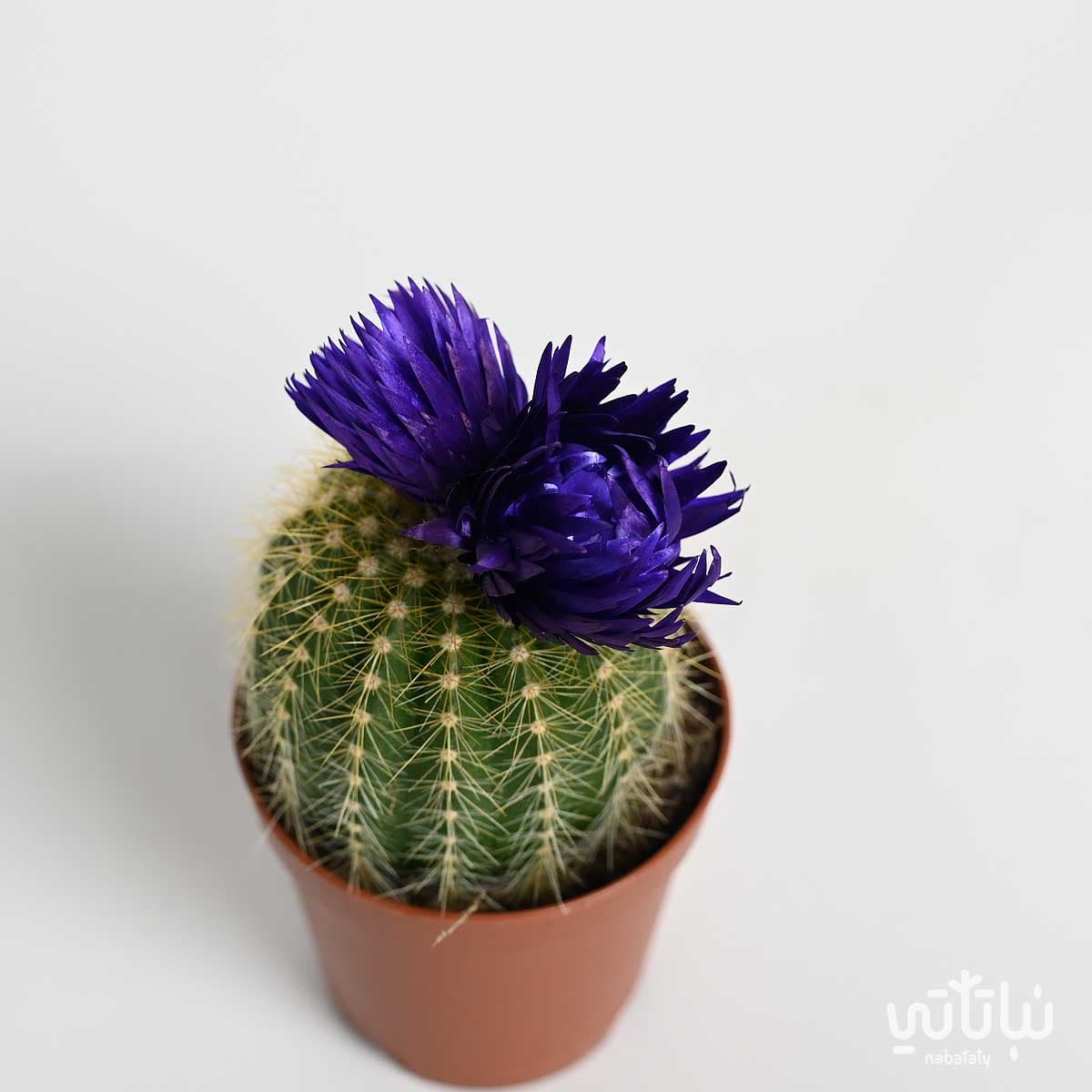 نبتة صبار صغير بورود بنفسجية 2
