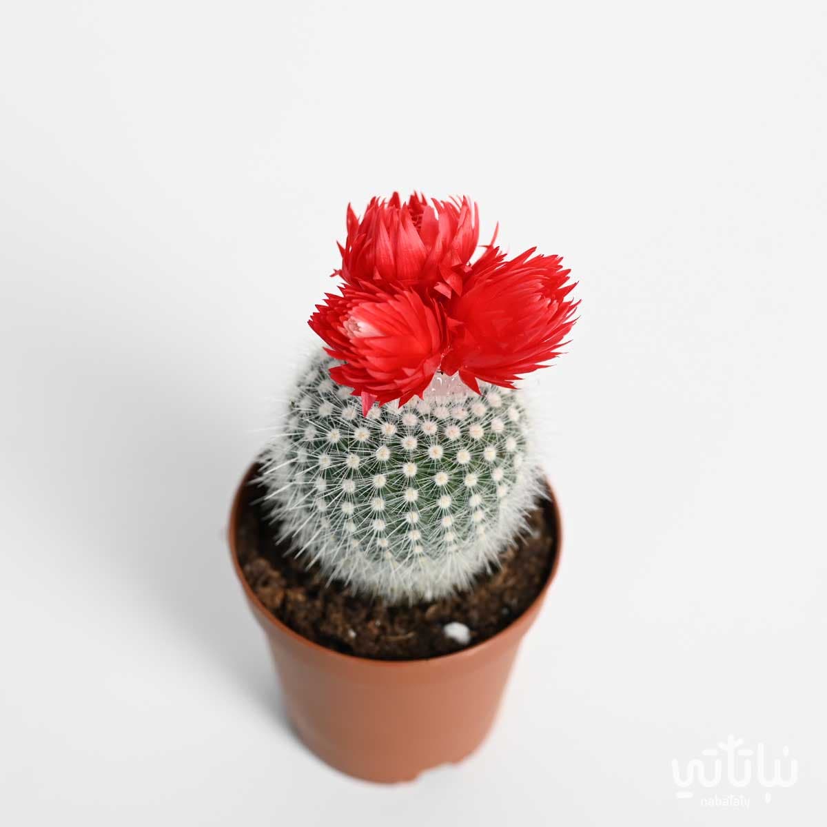 نبتة صبار صغير بورود حمراء 2