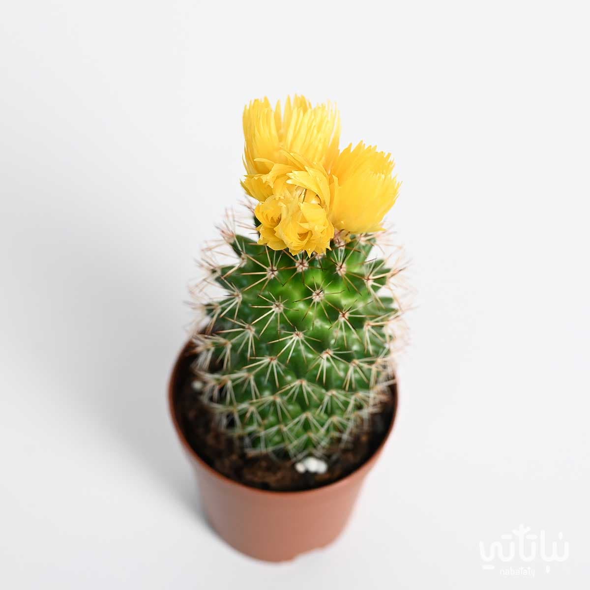 نبتة صبار صغير بورود صفراء 2