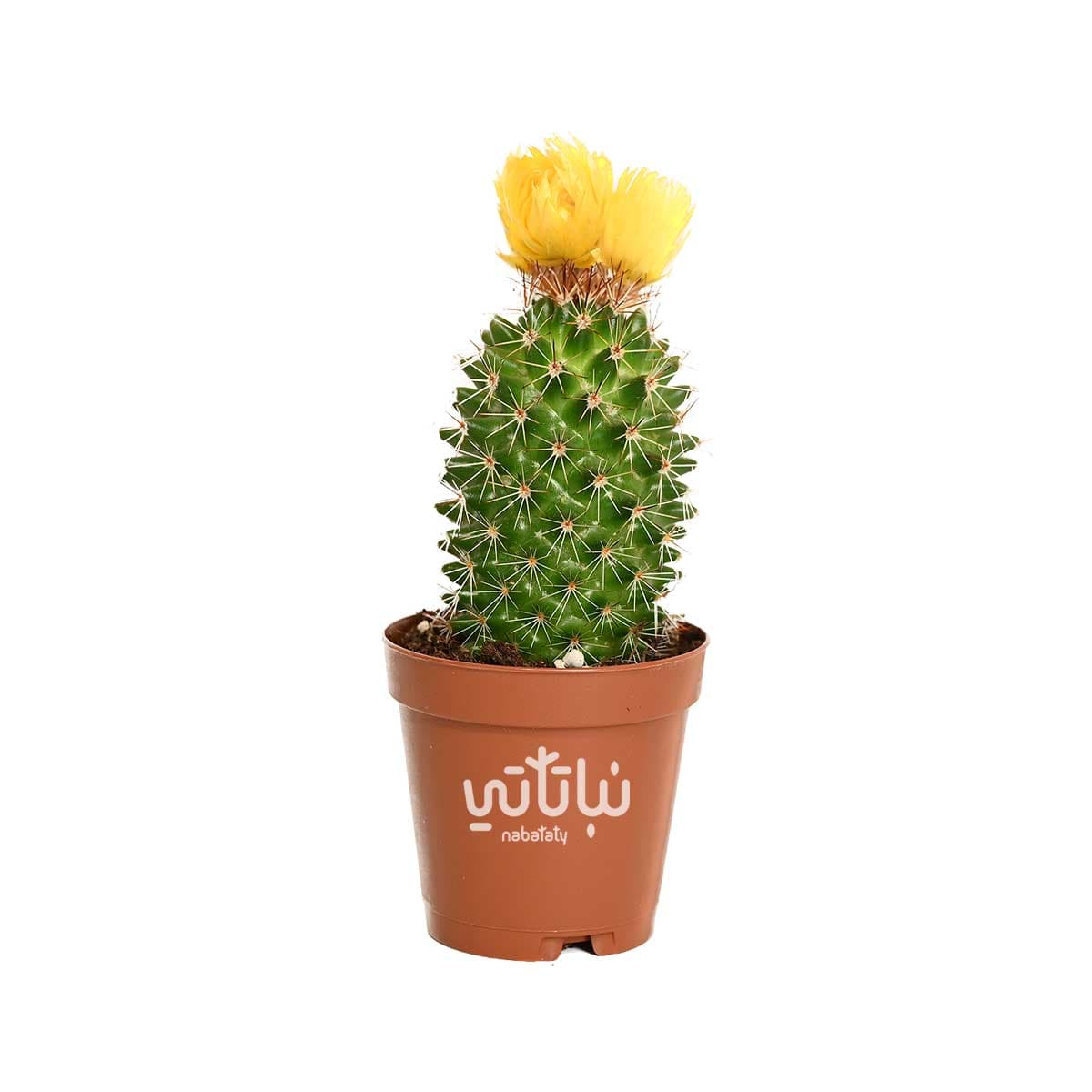 نبتة صبار صغير بورود صفراء 1