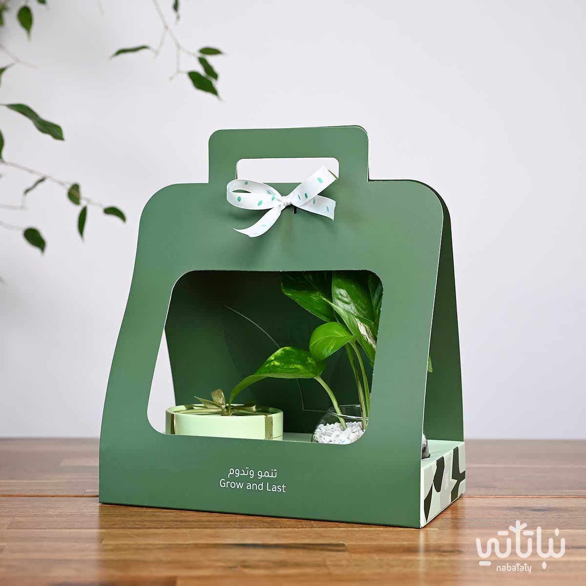 هدية نبتة البوتس مع تشوكلت أنوش