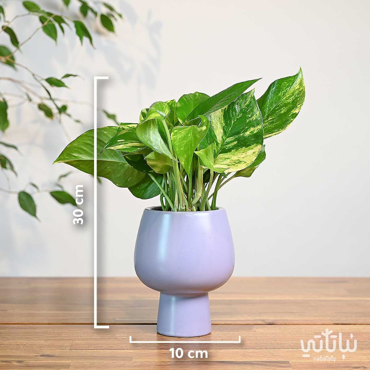 نبتة بوتس في اصيص سيراميك بنفسجي 2