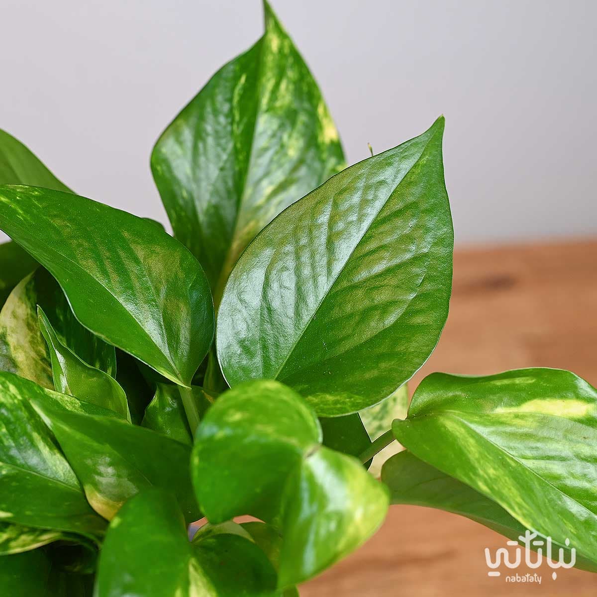 نبتة بوتس في اصيص سيراميك بنفسجي 3