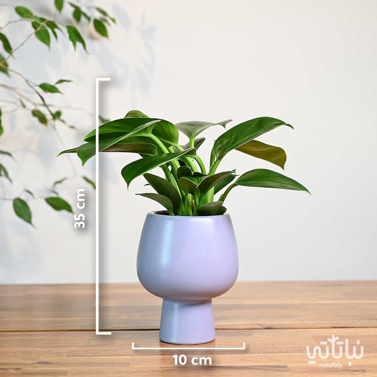 Princess green philodendron plant in a purple ceramic pot 2