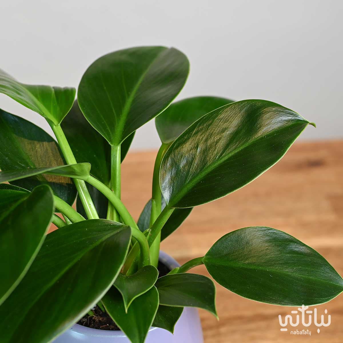 Princess green philodendron plant in a purple ceramic pot 3