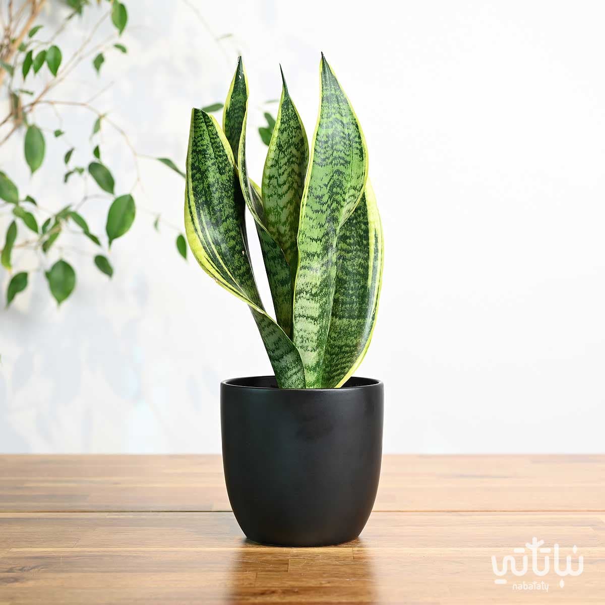 نبتة جلد النمر في اصيص سيراميك اسود