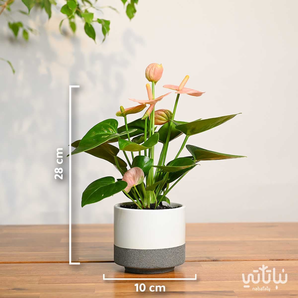 Small Light Pink Anthurium Plant in a White Ceramic Pot 2