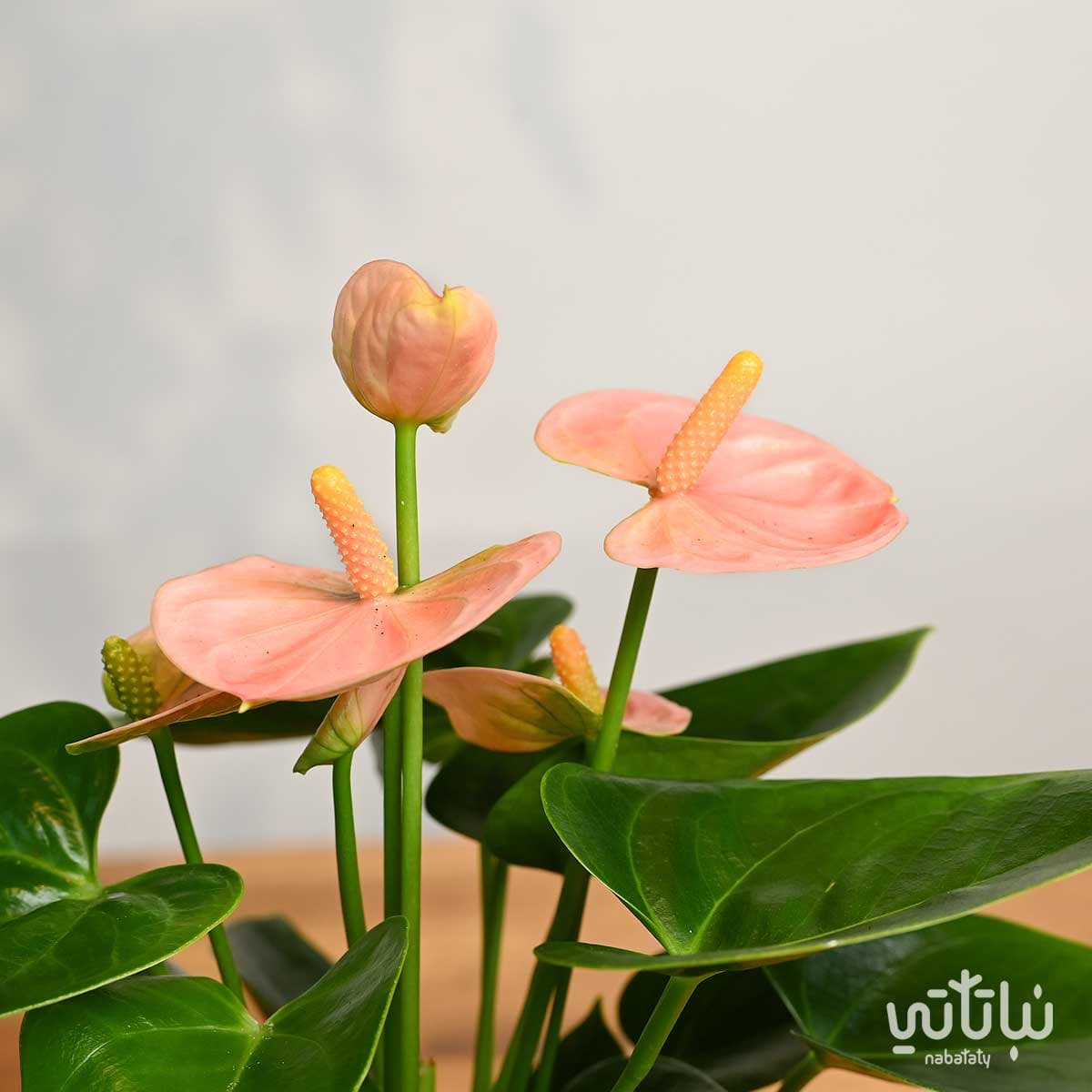 Small Light Pink Anthurium Plant in a White Ceramic Pot 3