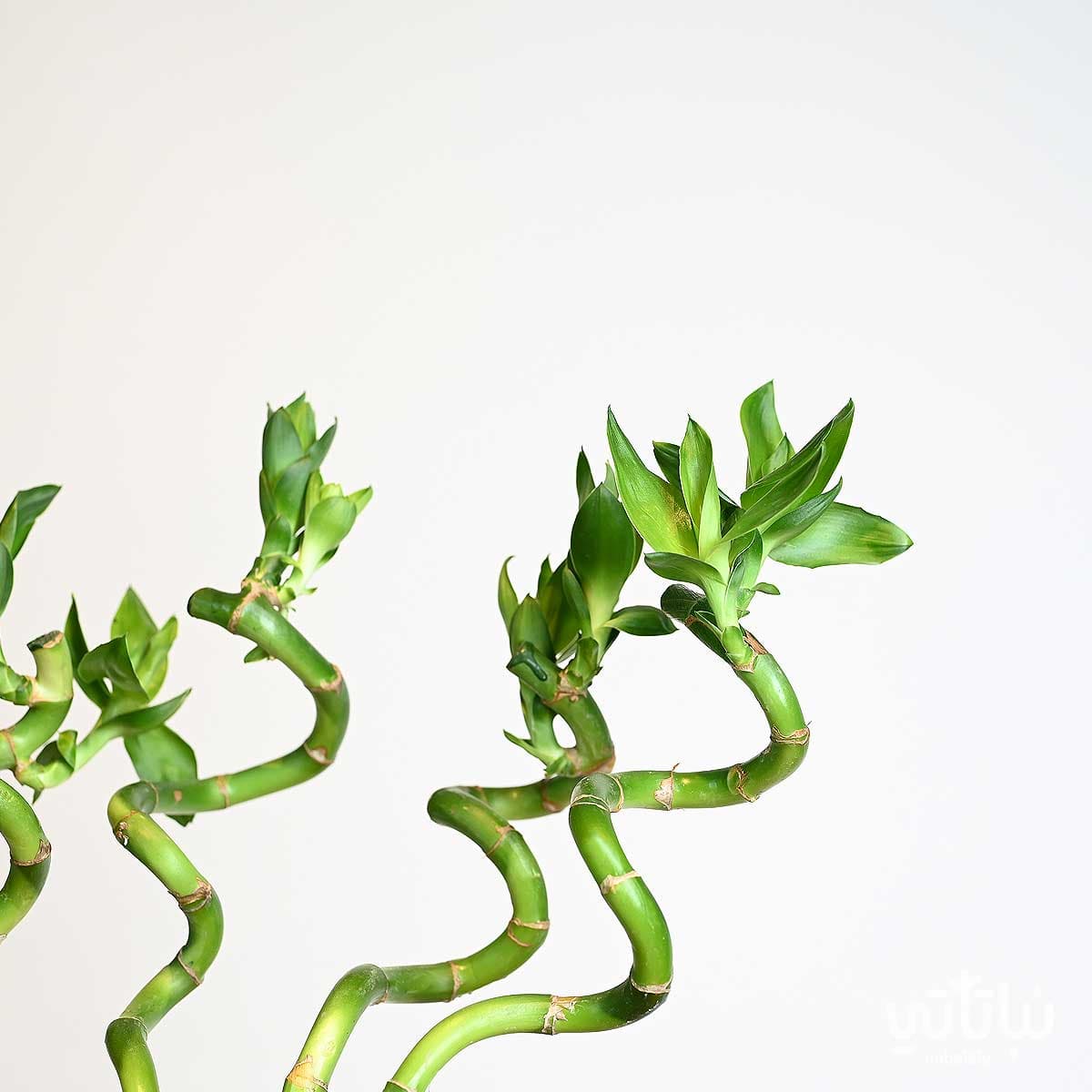 فازة نبتة البامبو 60 سم 4