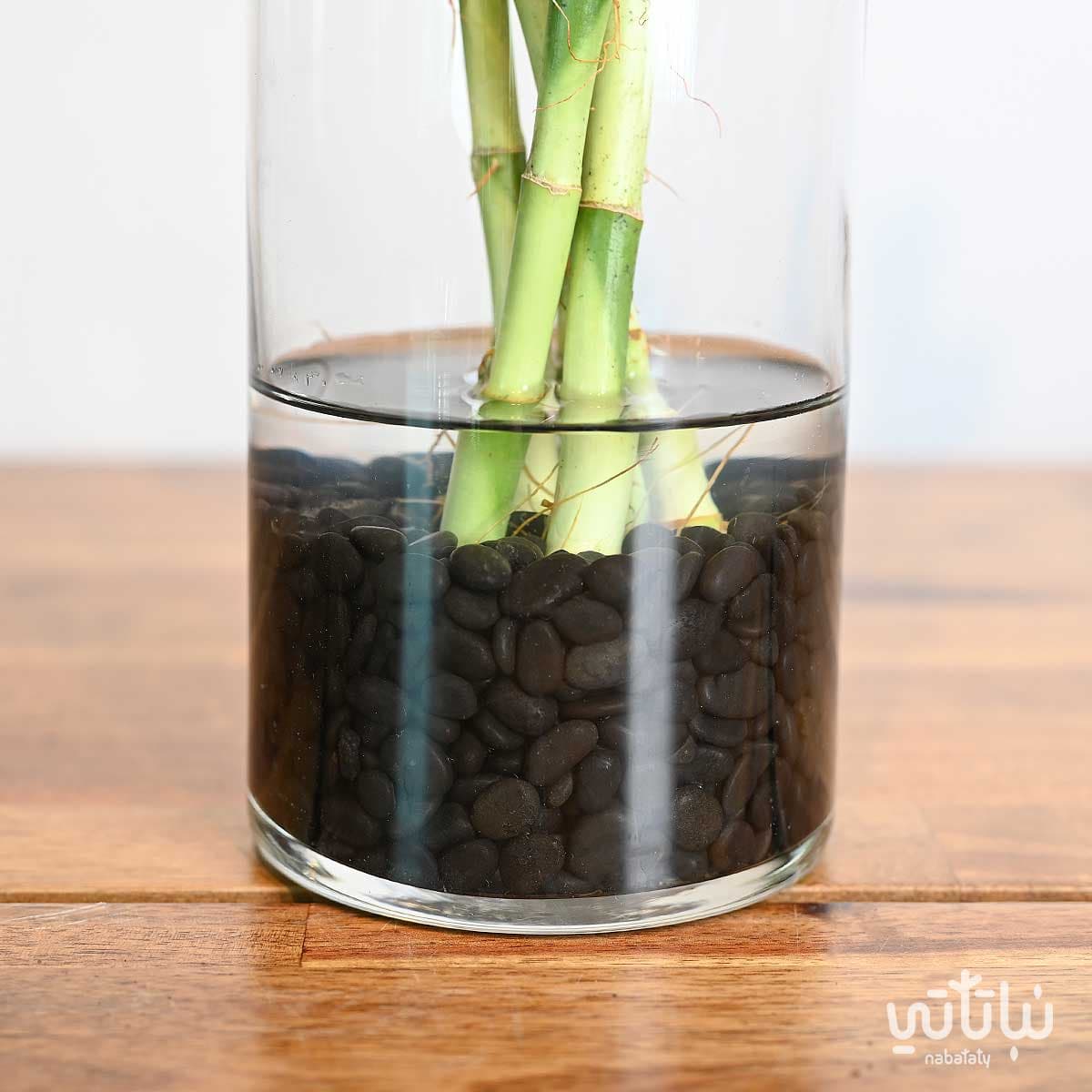 فازة نبتة البامبو 60 سم 3