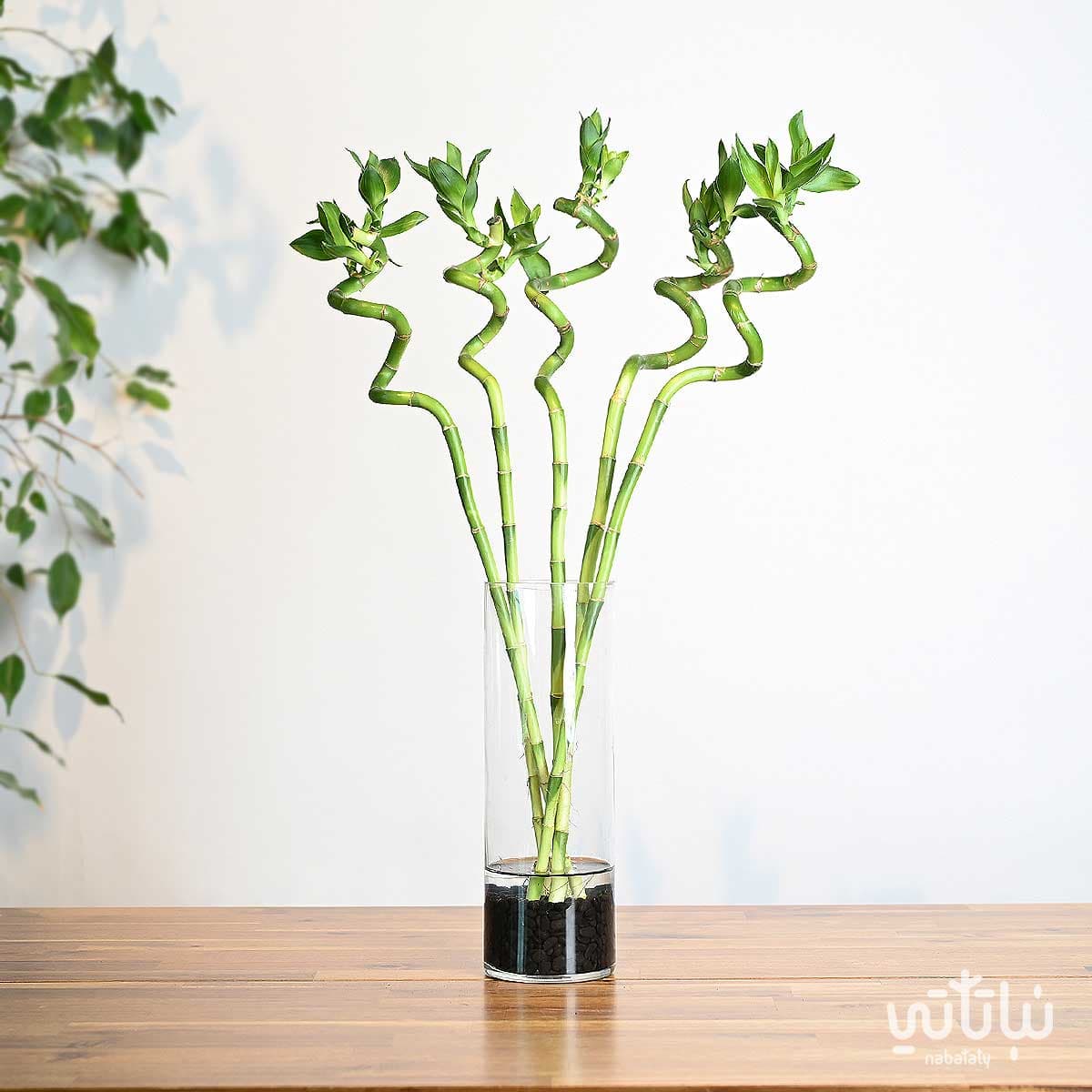 فازة نبتة البامبو 60 سم 1