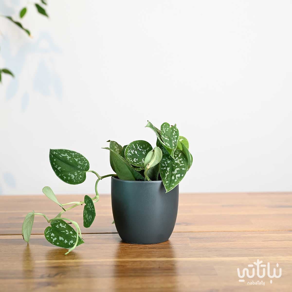 نبتة بوتس بيكتوس في اصيص سيراميك رمادي 1