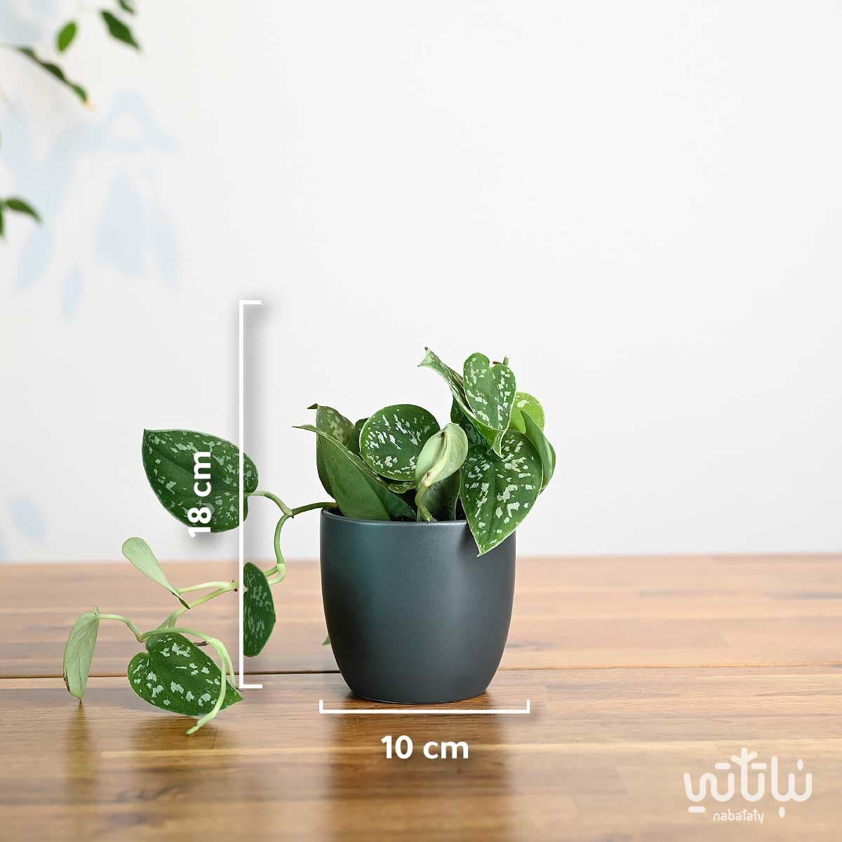 Pothos pictus plant in a gray ceramic pot 2