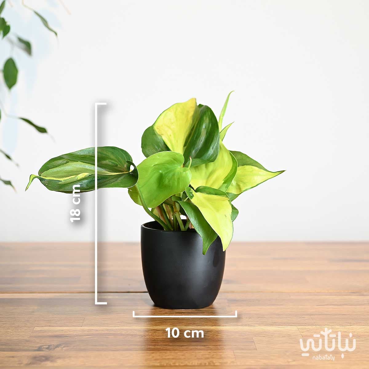 Beloved Vine Brazil plant in a black ceramic pot 2