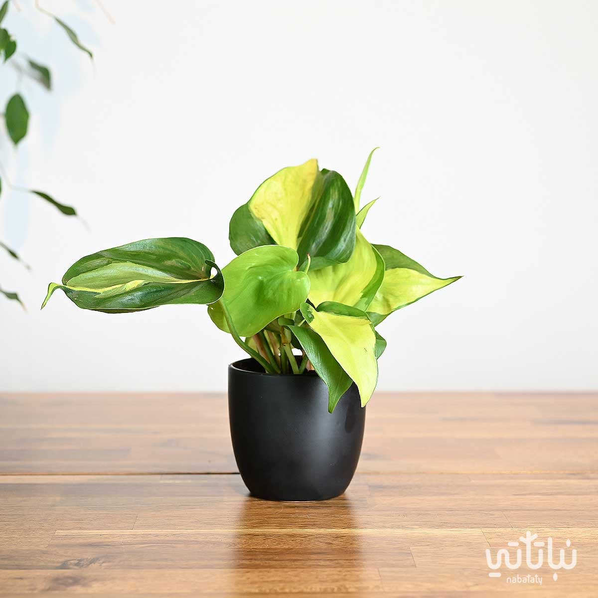 Beloved Vine Brazil plant in a black ceramic pot 1