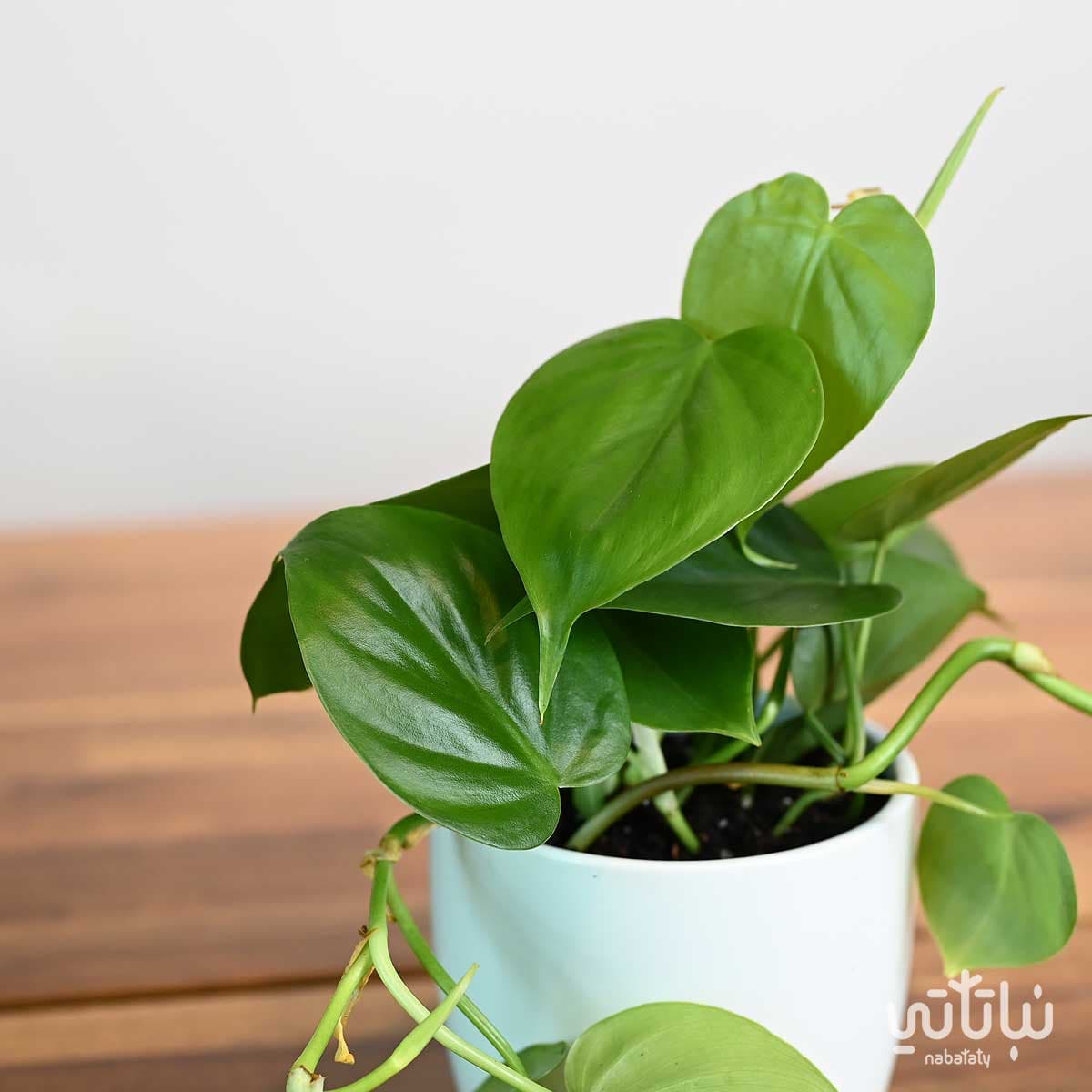 نبتة كرمة المحبوب خضراء في اصيص سيراميك ابيض 3