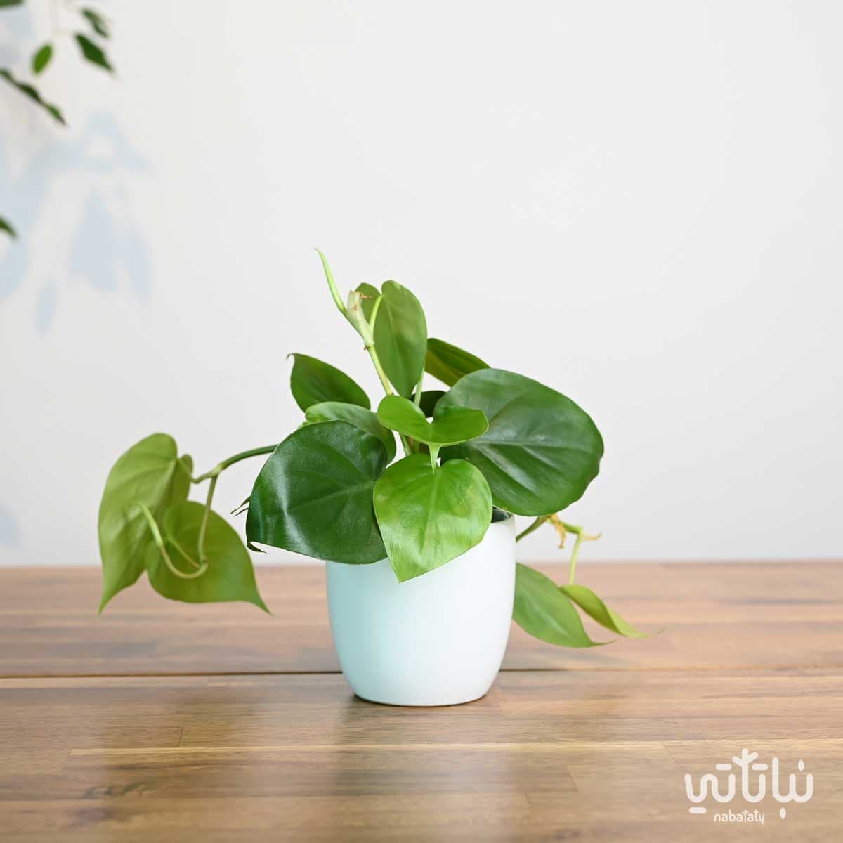 The beloved vine plant is green in a white ceramic pot 1