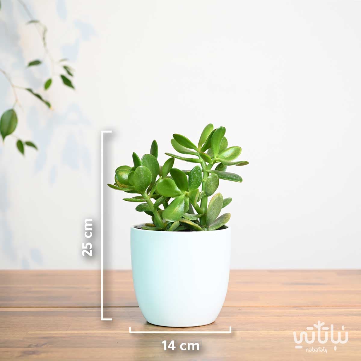 Crassula plant in a white ceramic pot 2
