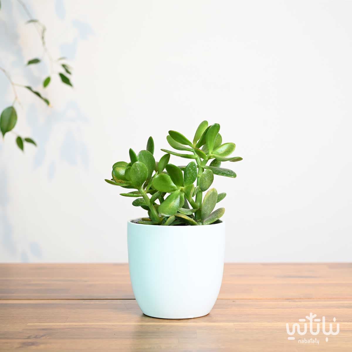 Crassula plant in a white ceramic pot 1