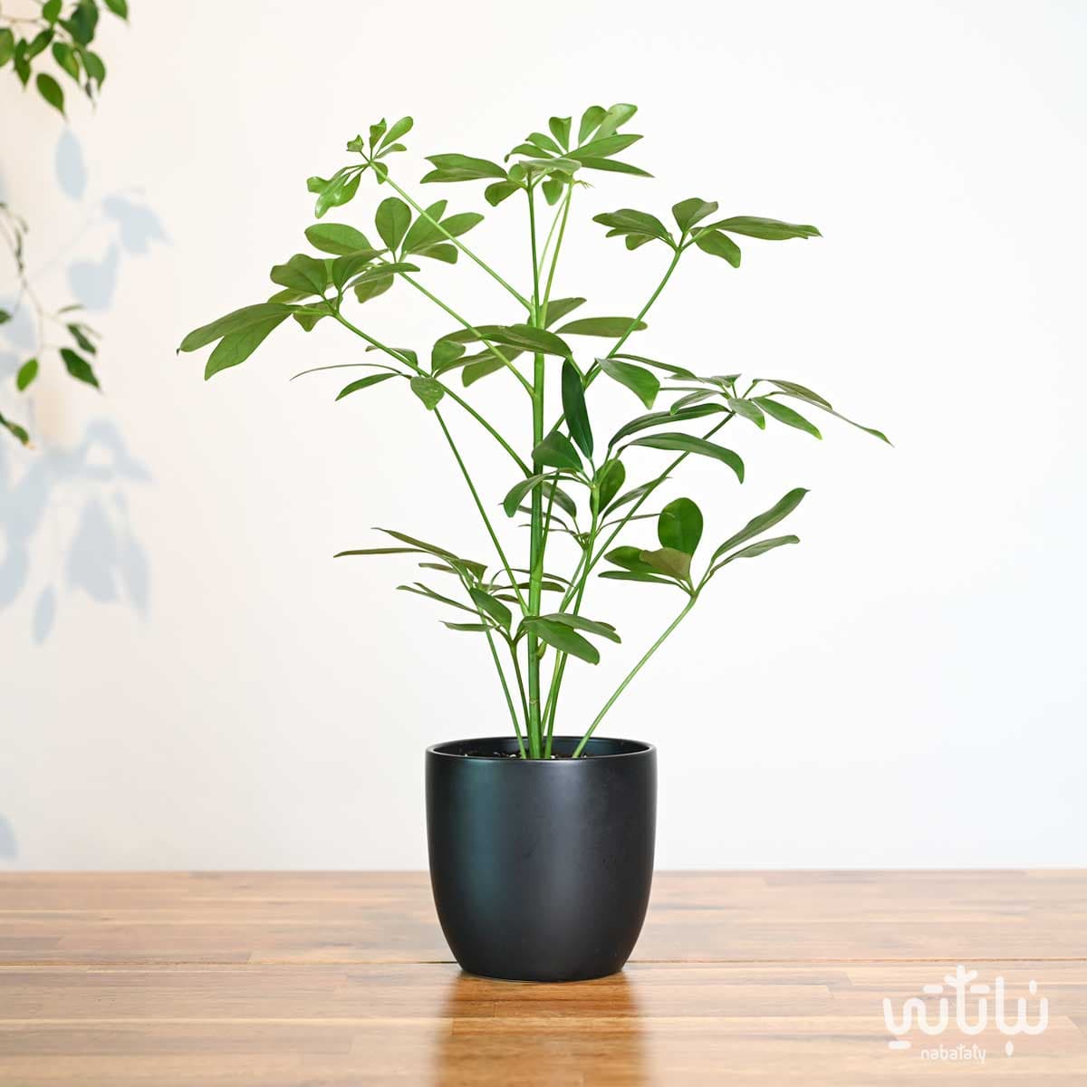 Green Schefflera plant in an elegant black ceramic pot 1