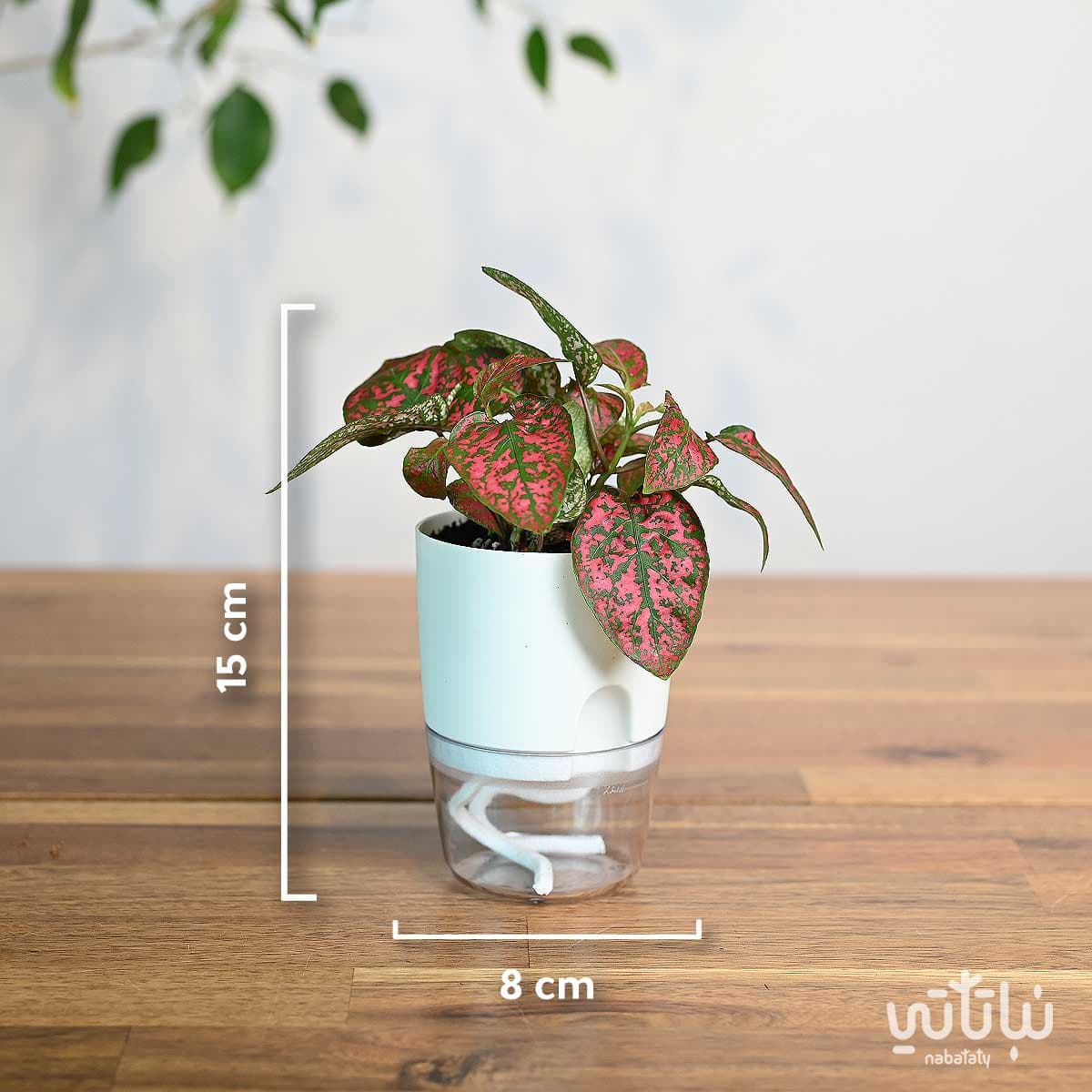نبتة بولكا منقطة حمراء في اصيص شفاف ذاتي الري ابيض 2