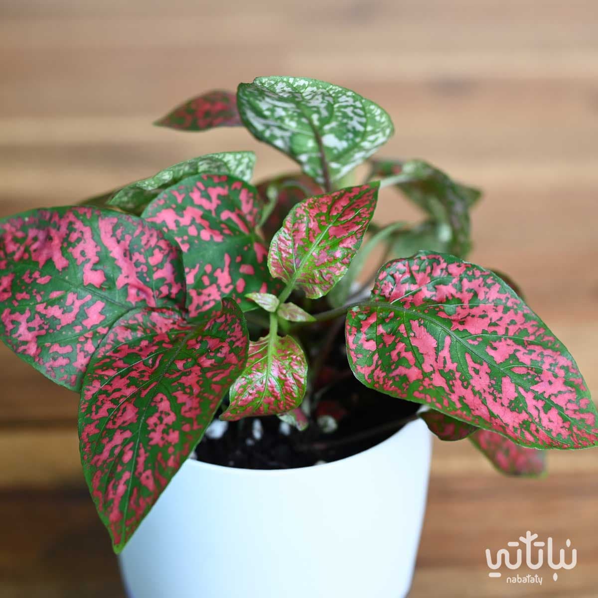 نبتة بولكا منقطة حمراء في اصيص شفاف ذاتي الري ابيض 3