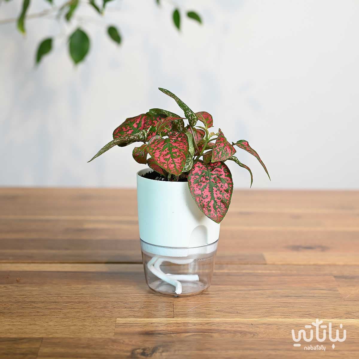 نبتة بولكا منقطة حمراء في اصيص شفاف ذاتي الري ابيض 1