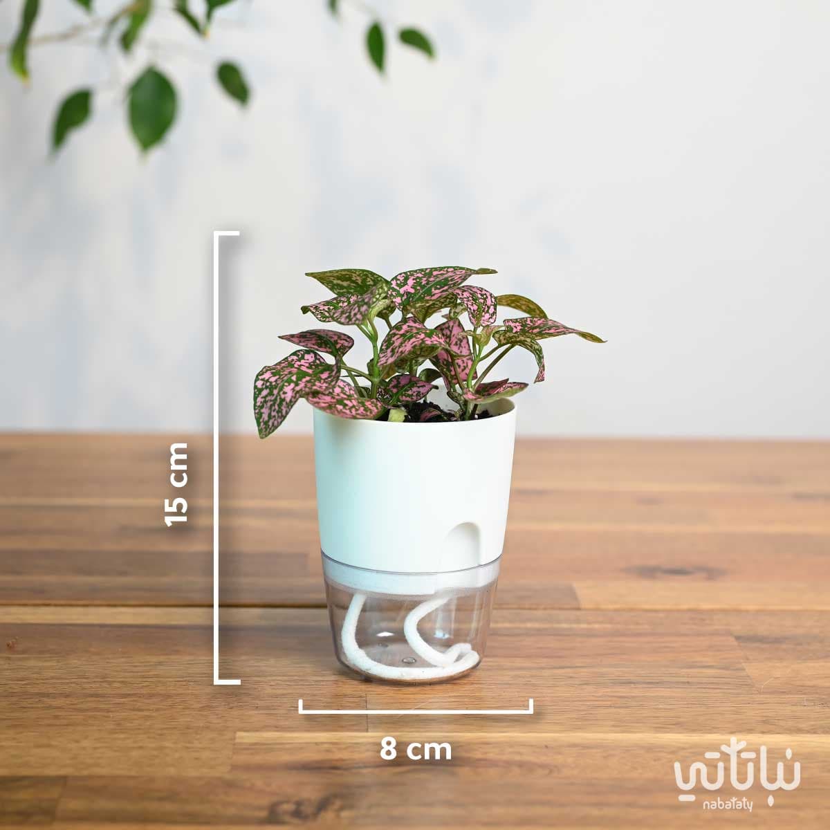 نبتة بولكا منقطة وردية في اصيص شفاف ذاتي الري ابيض 2