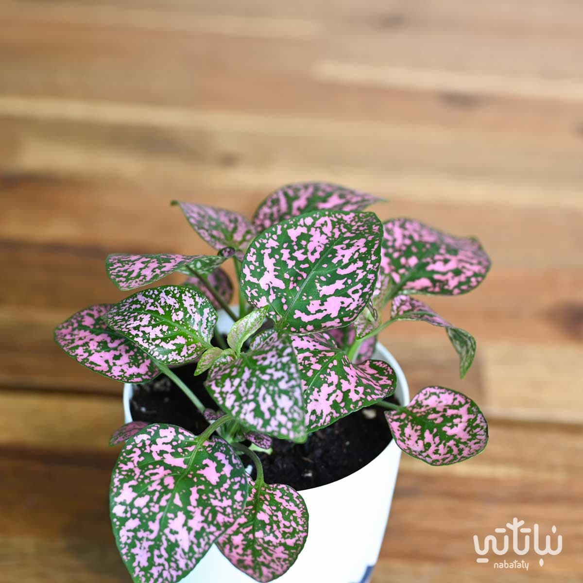 نبتة بولكا منقطة وردية في اصيص شفاف ذاتي الري ابيض 3