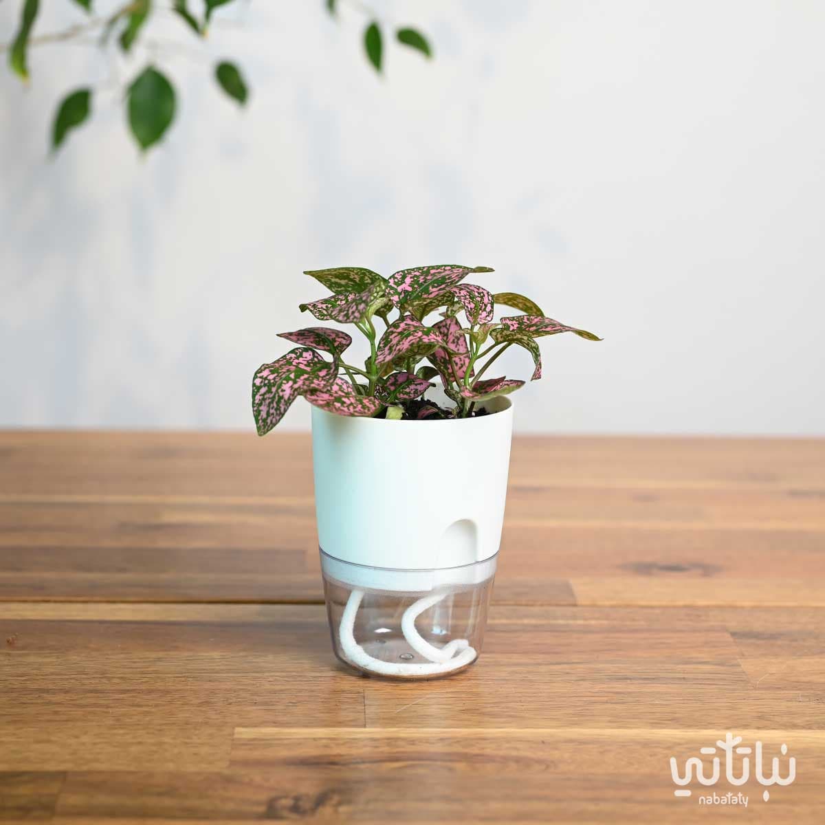 نبتة بولكا منقطة وردية في اصيص شفاف ذاتي الري ابيض 1