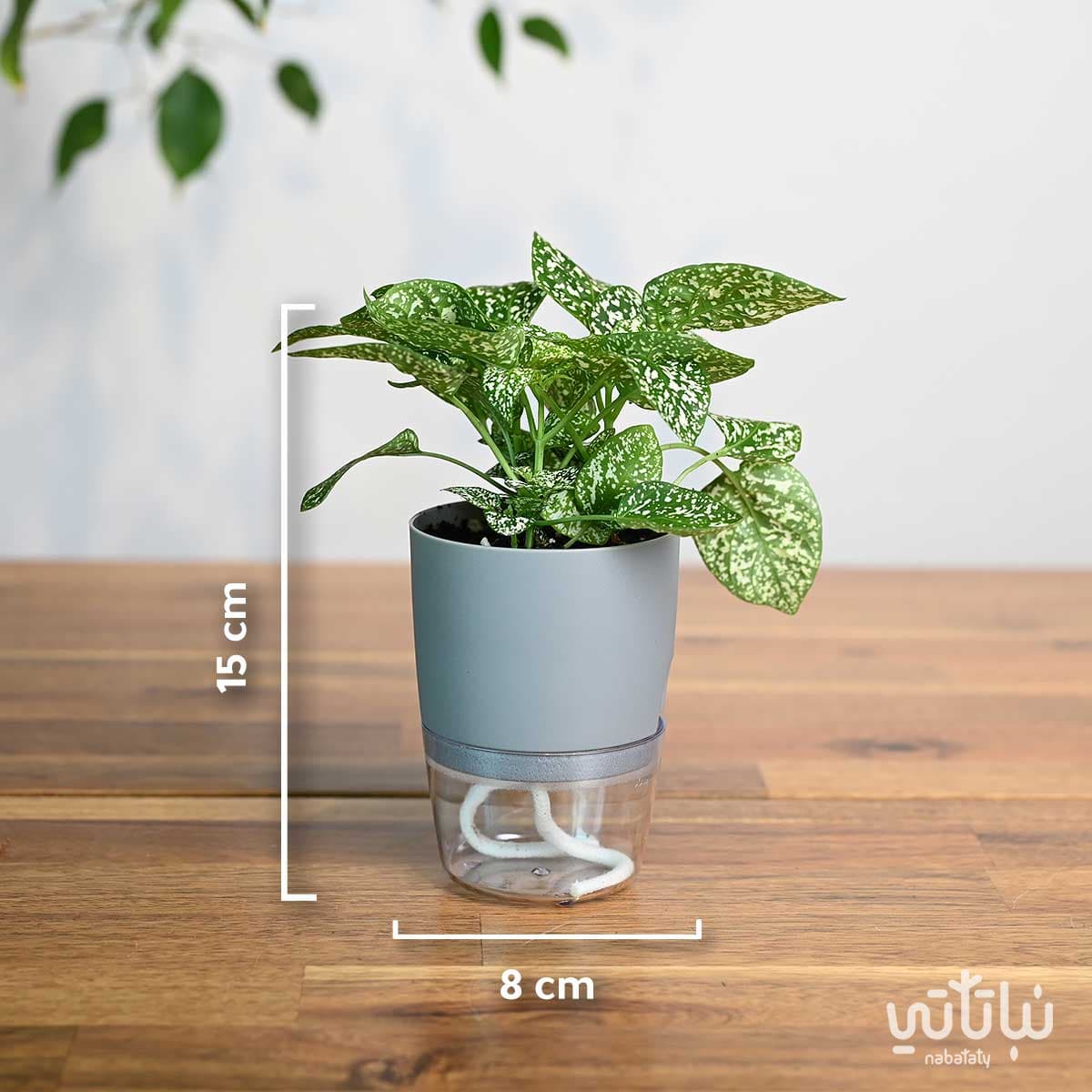 نبتة بولكا منقطة بيضاء في اصيص شفاف ذاتي الري رمادي 2