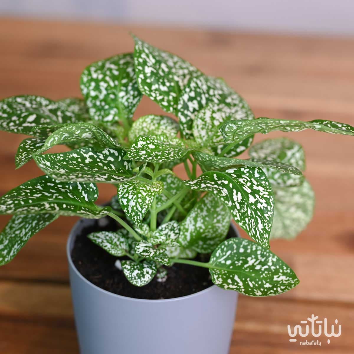 نبتة بولكا منقطة بيضاء في اصيص شفاف ذاتي الري رمادي 3