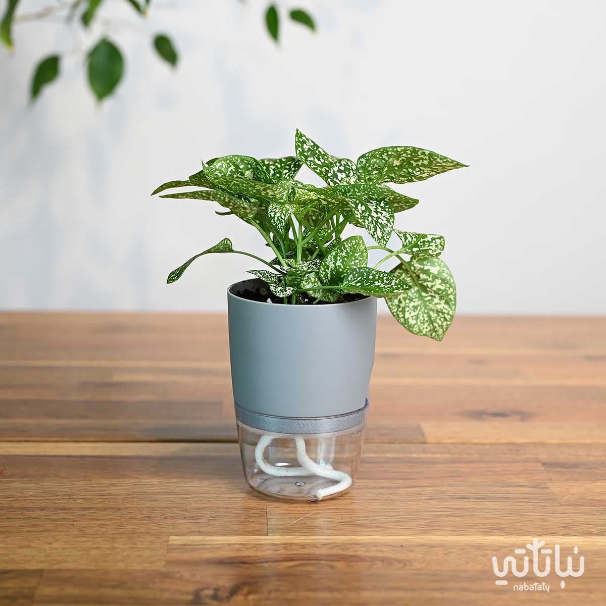 نبتة بولكا منقطة بيضاء في اصيص شفاف ذاتي الري رمادي 1