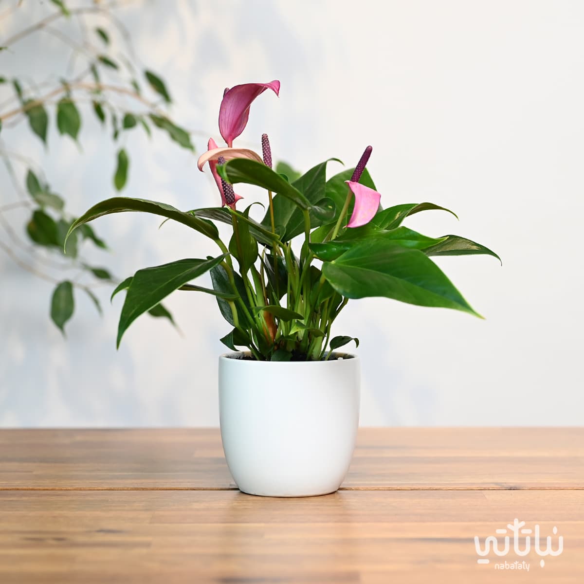 Anthurium plant purple flowers in a white ceramic pot 1
