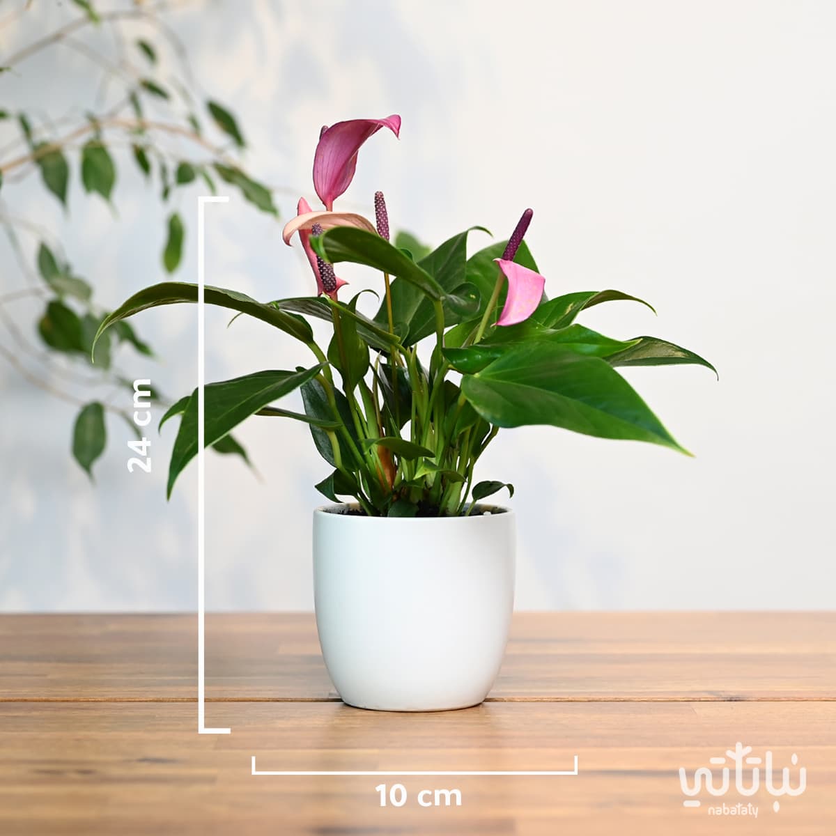 Anthurium plant purple flowers in a white ceramic pot 2