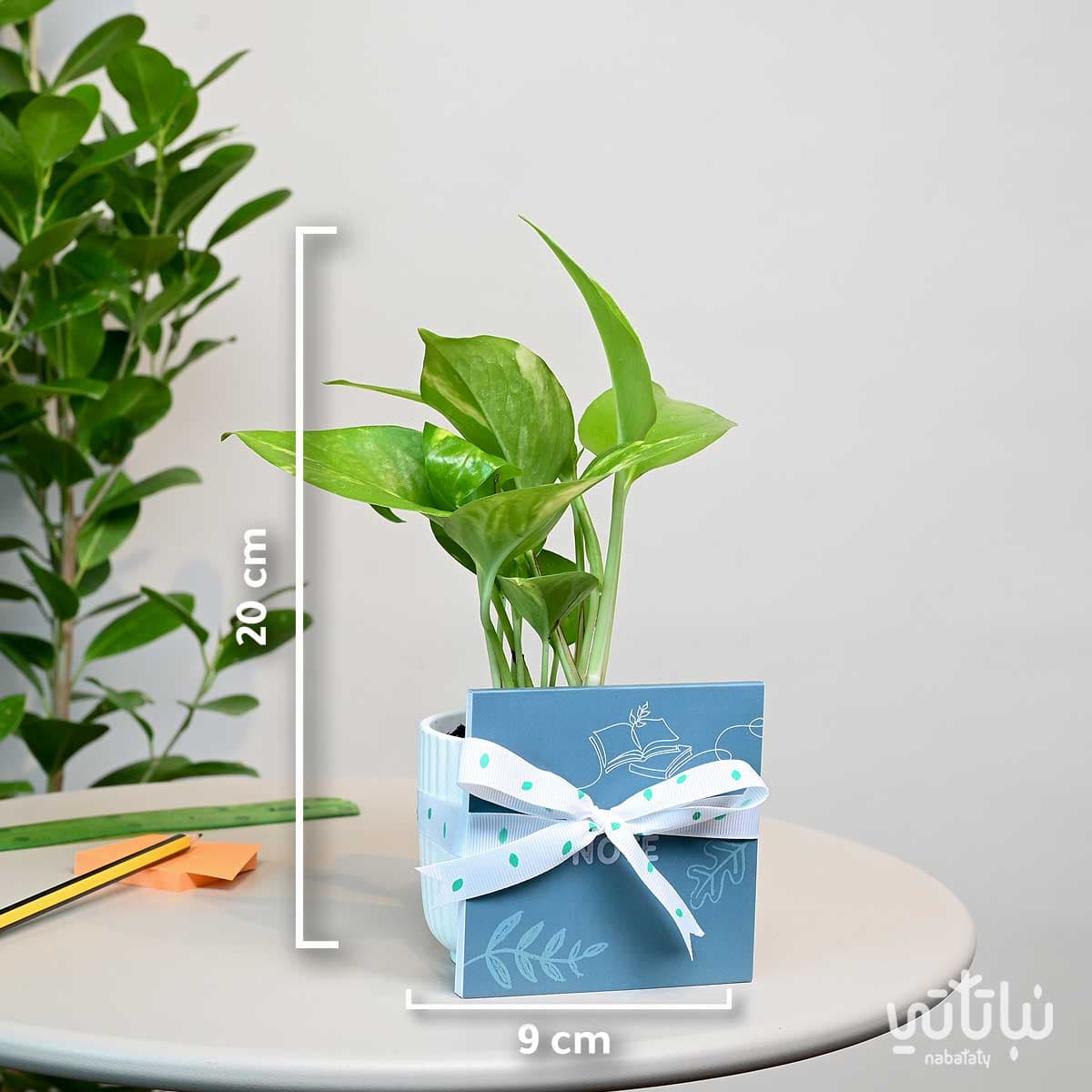 Back to school gift pothos plant and notebook 5