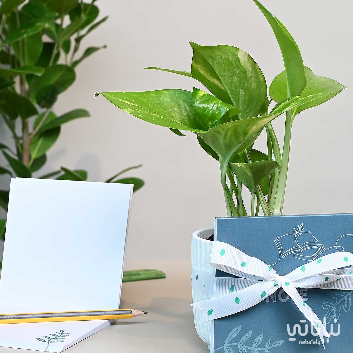 Back to school gift pothos plant and notebook 3