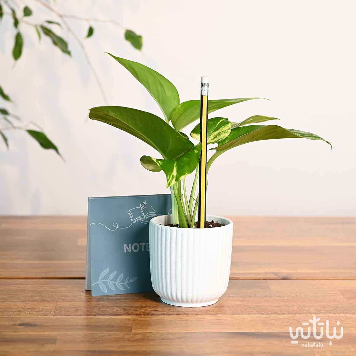 Back to school gift pothos plant and notebook 2