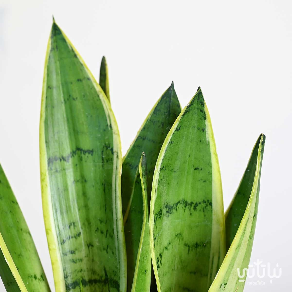 نبتة جلد النمر في اصيص سيراميك رمادي 2