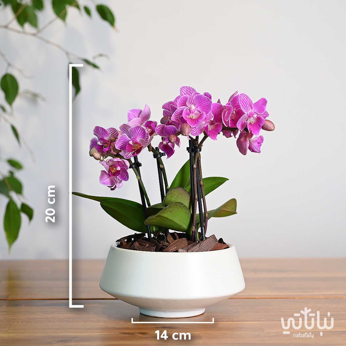 Small purple striped Orchid plant in a white ceramic pot 2