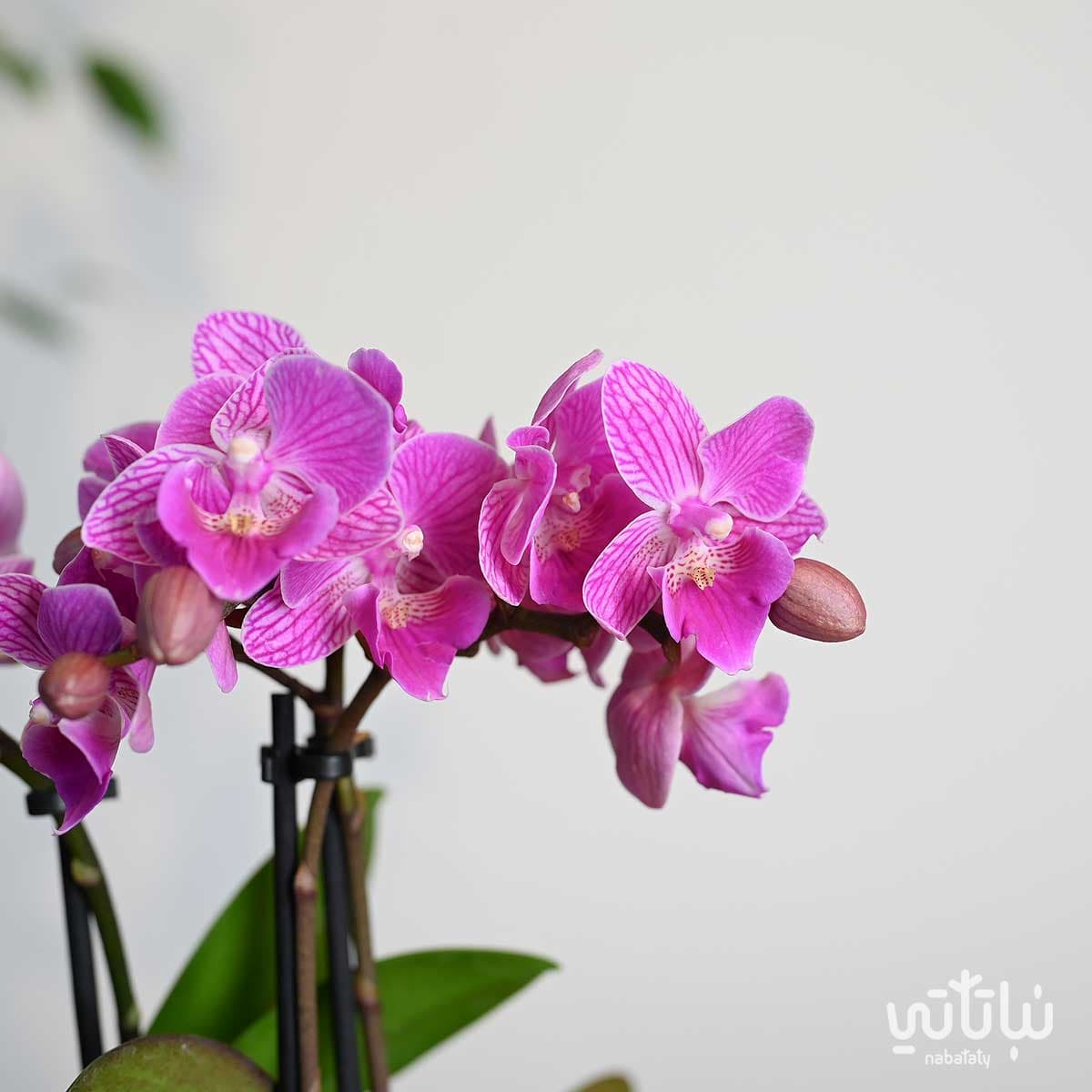 Small purple striped Orchid plant in a white ceramic pot 3