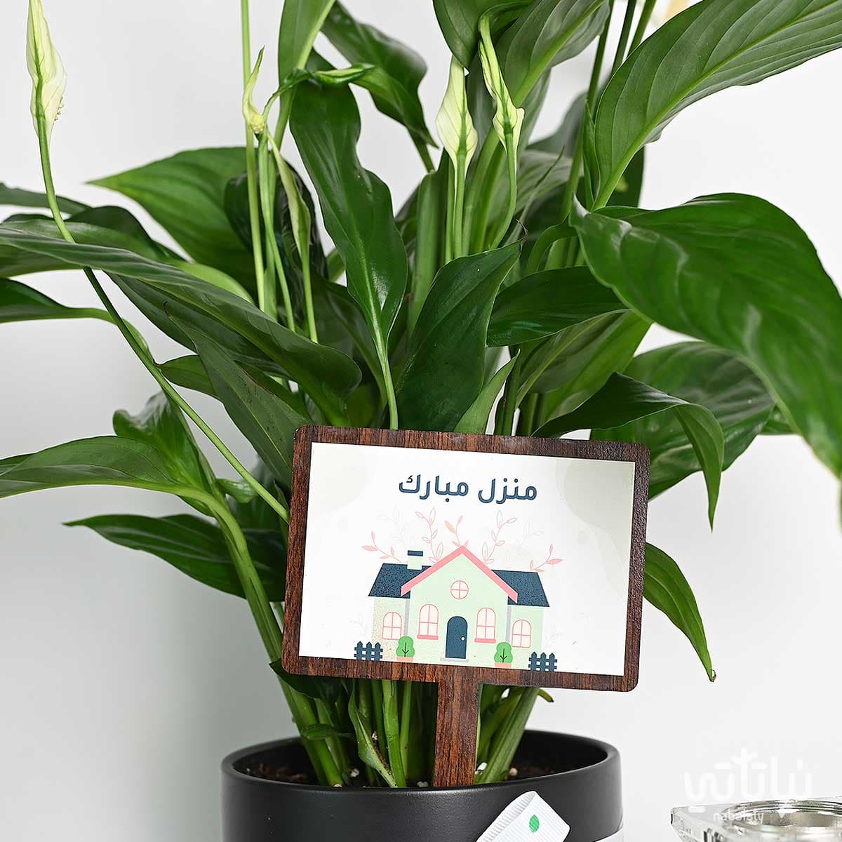 Blessed Home gift Peace Lily plant and a Clementine-scented incense oud 2