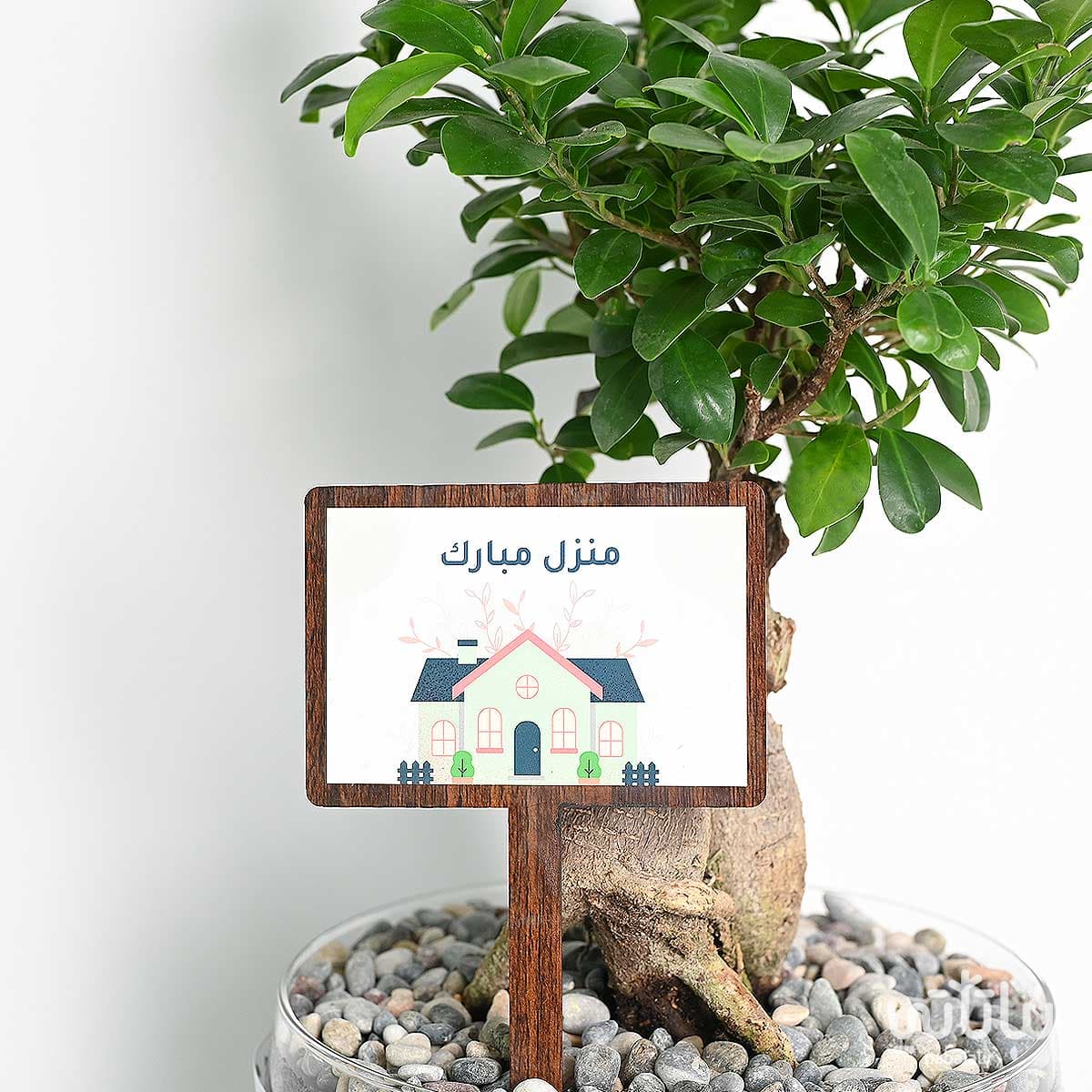 هدية منزل مبارك نبتة البونساي و عود كلمنتان 2