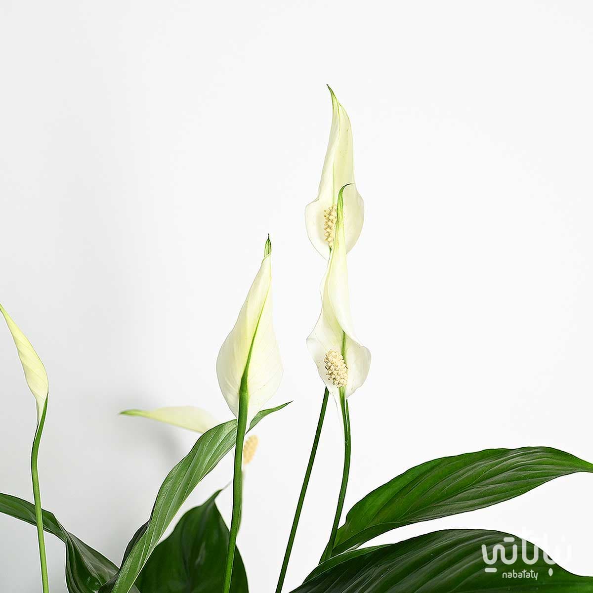 هدية قدامك العافية نبتة الاشرعة وتشوكلت أنوش 4