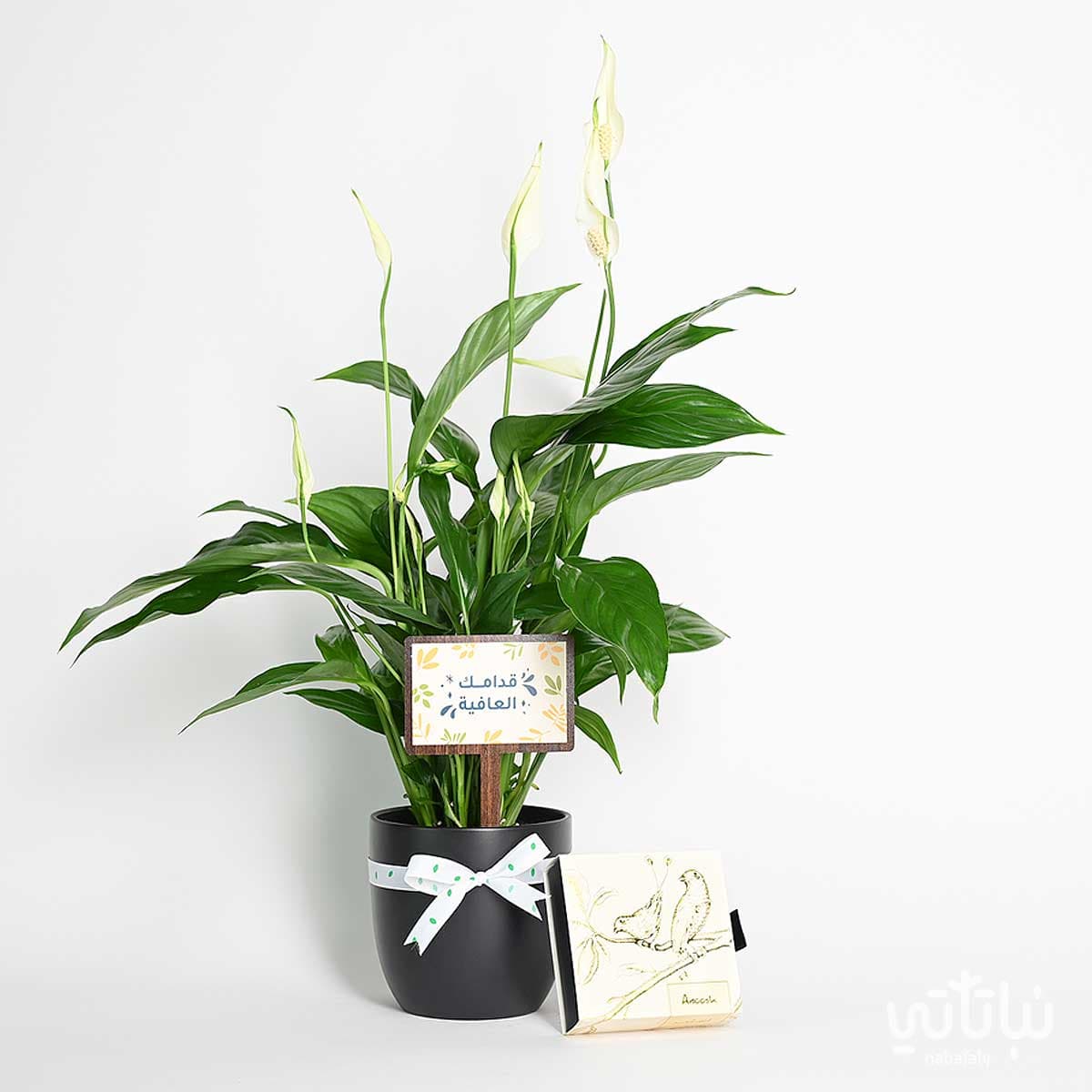 هدية قدامك العافية نبتة الاشرعة وتشوكلت أنوش