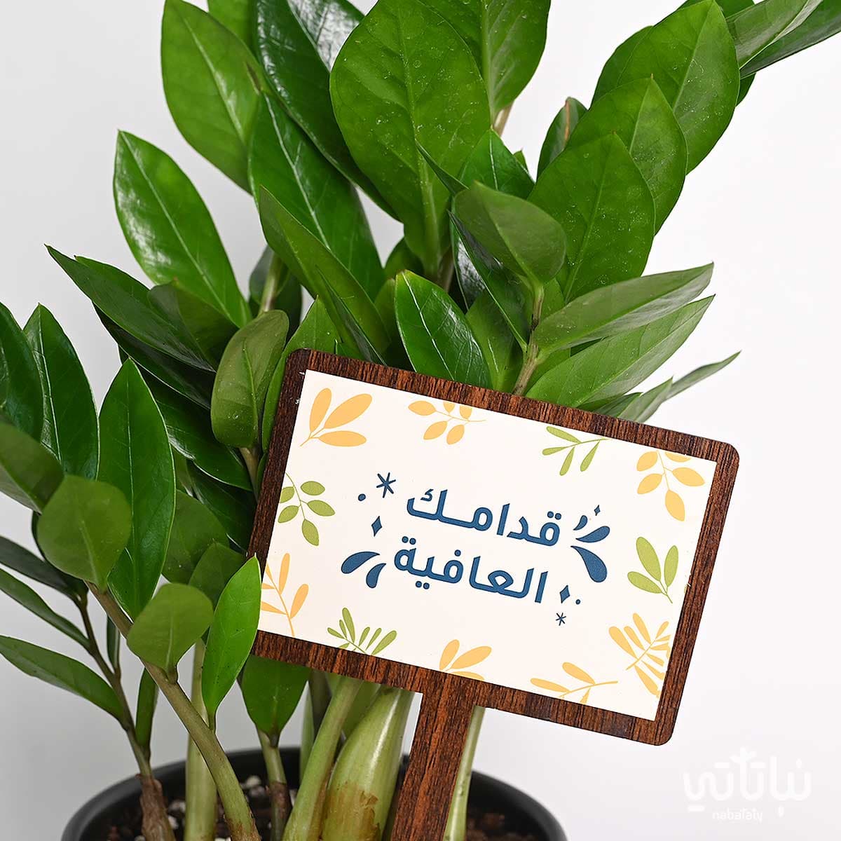 هدية قدامك العافية نبتة الزاميا وتشوكلت أنوش 2